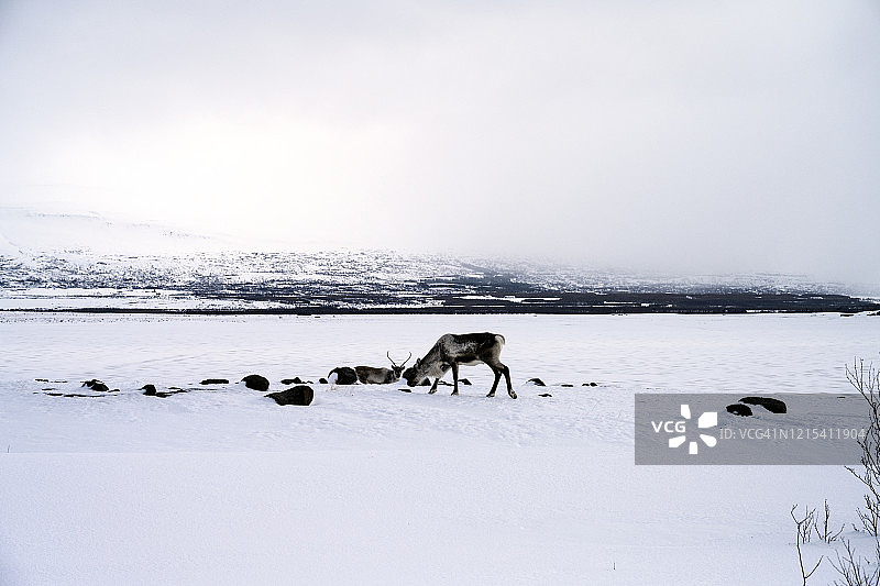 在冰岛东部拉加尔夫廖特湖吃草的驯鹿图片素材