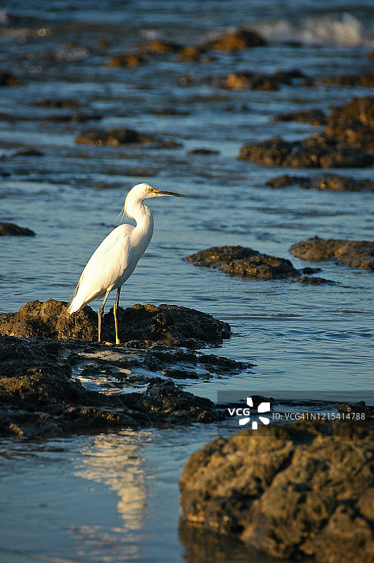 雪鹭，哥斯达黎加图片素材