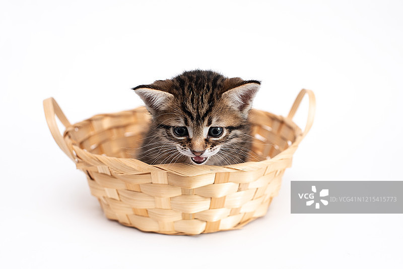 白色背景中篮子里的可爱灰色小猫图片素材