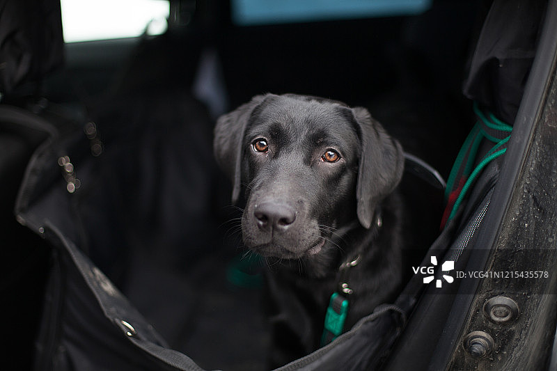 在汽车吊床上的黑色拉布拉多犬图片素材