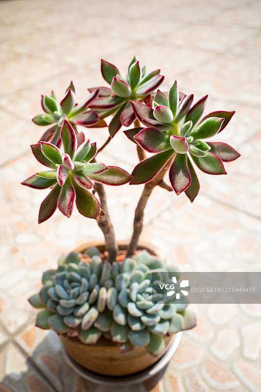 红卷绢多肉植物图片素材