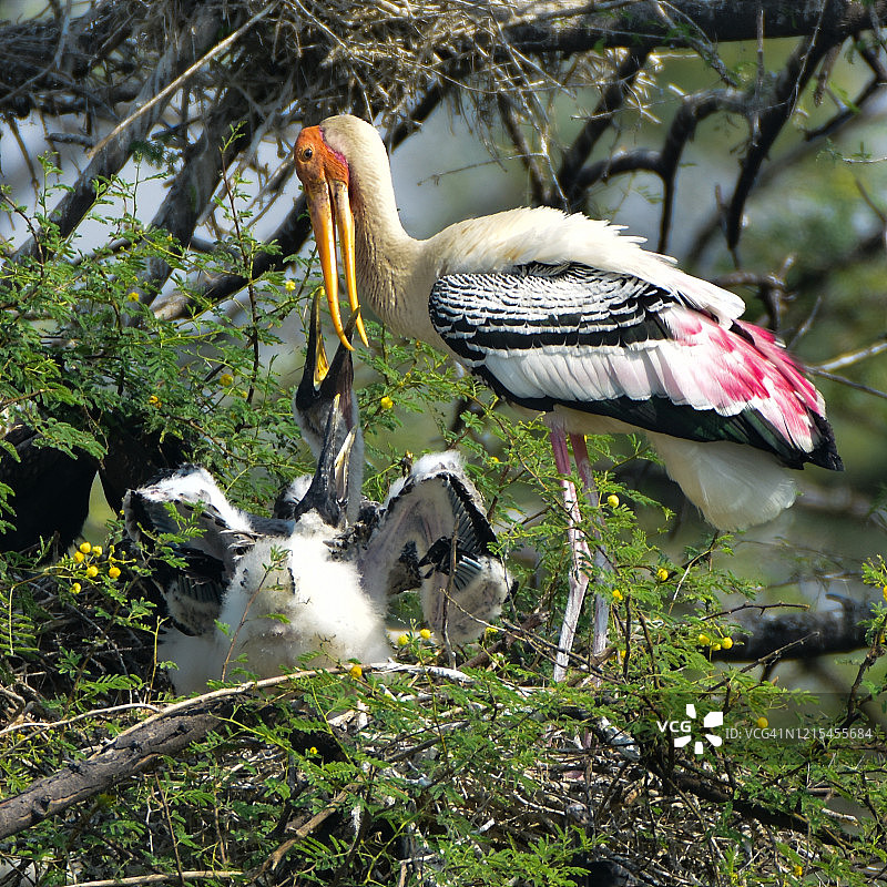 彩鹳喂雏图片素材