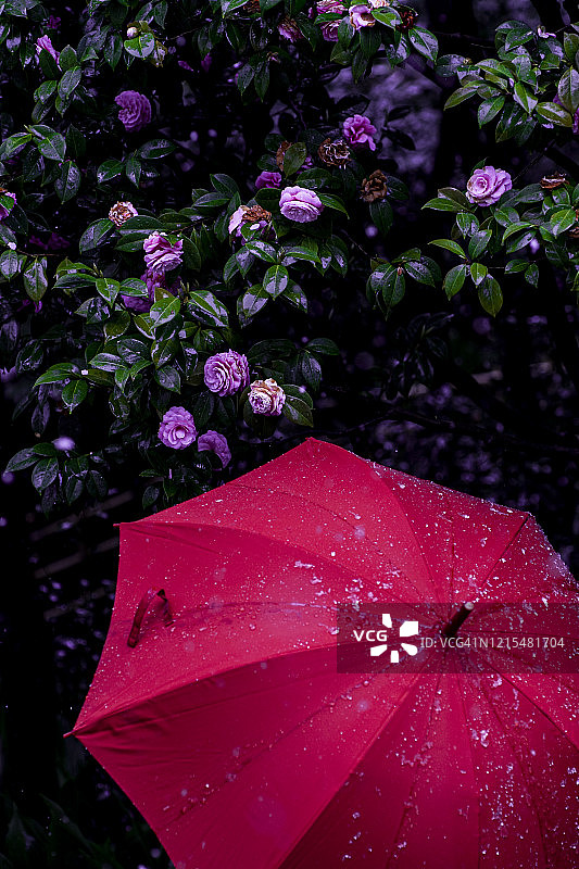 山茶树与女孩图片素材