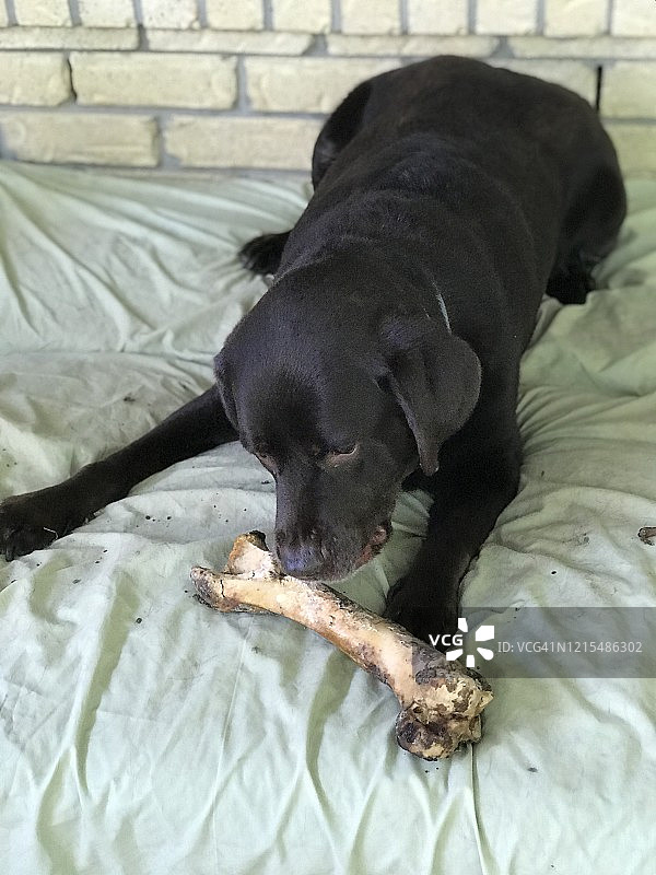 拉布拉多图片素材