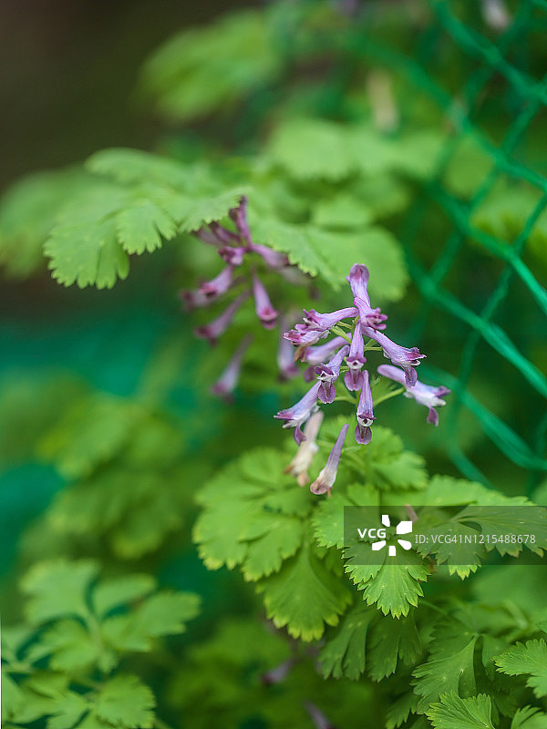 野生花卉图片素材