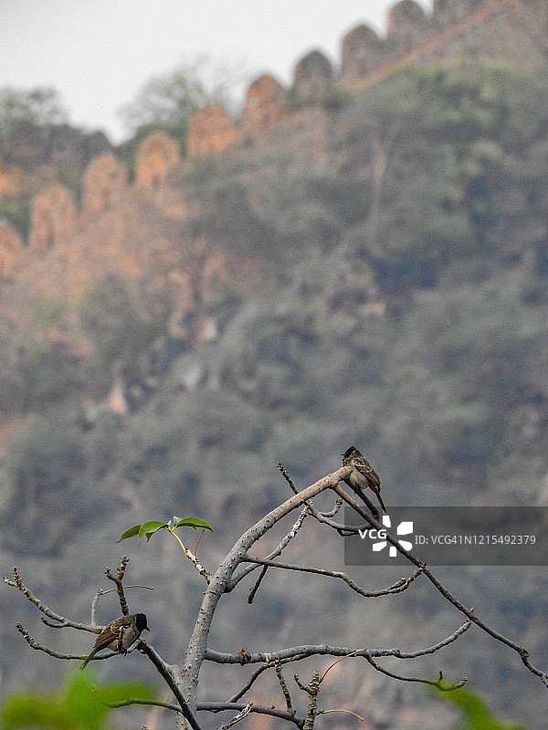 一对鸟图片素材