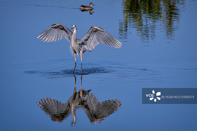 清晨万岛国家野生动物保护区，展开翅膀的大蓝鹭及其倒影图片素材