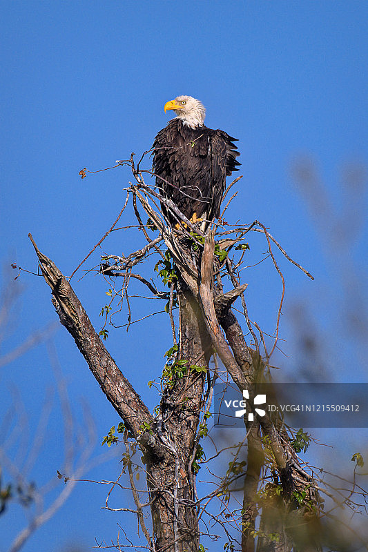 佛罗里达州那不勒斯附近，万岛国家野生动物保护区沼泽上方的秃鹰栖息在树桩上图片素材