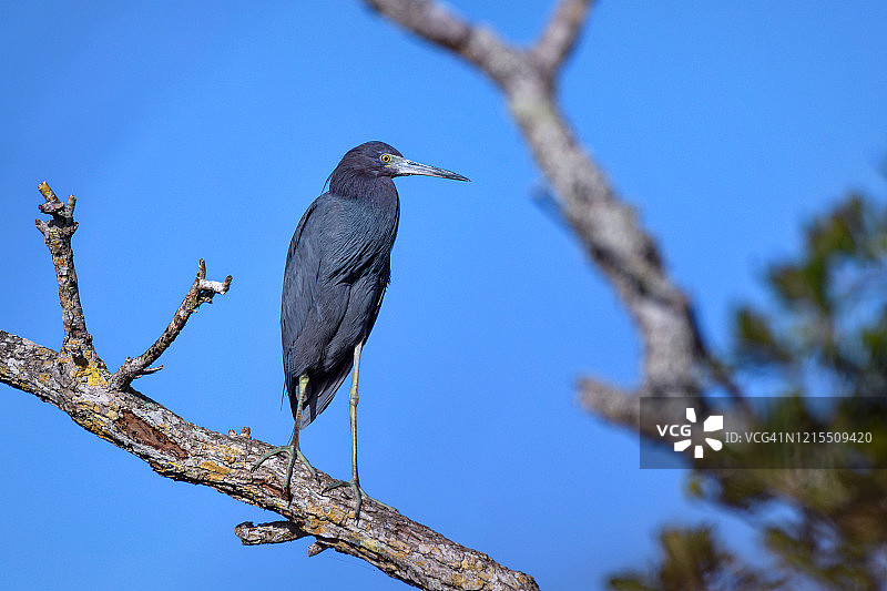 在佛罗里达州那不勒斯附近的一万个岛屿国家野生动物保护区，栖息在树上的小蓝鹭图片素材