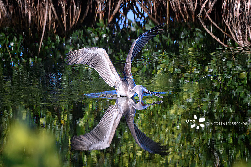 褐鹈鹕在沼泽中捕鱼，倒影位于佛罗里达州那不勒斯附近的万岛国家野生动物保护区图片素材