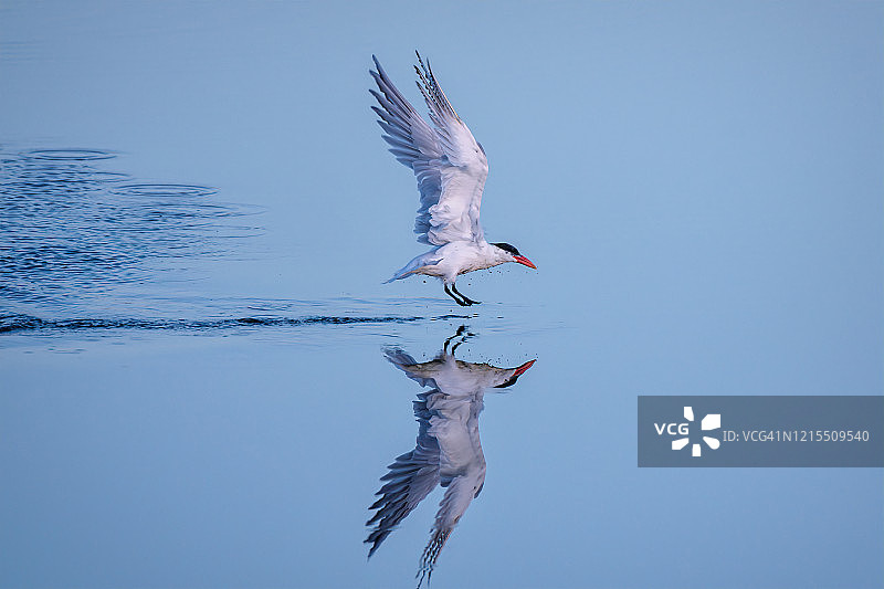 里海燕鸥在佛罗里达州那不勒斯附近的一万个岛屿国家野生动物保护区捕鱼，水面有倒影图片素材