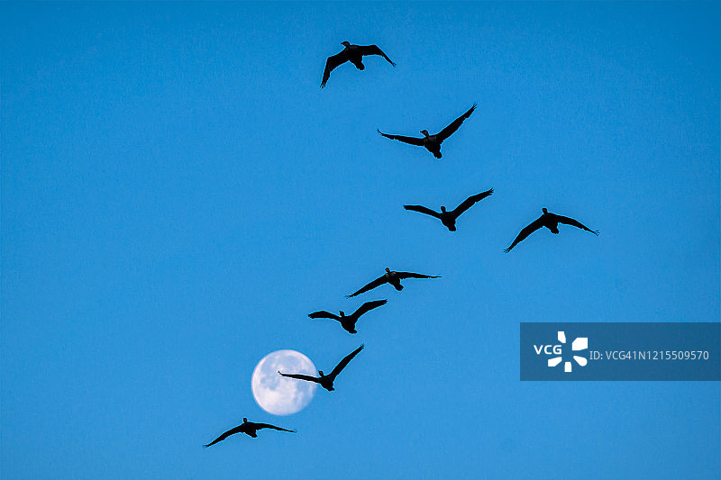 佛罗里达州那不勒斯附近，千岛国家野生动物保护区内，清晨时分，一群鸬鹚以飞行队形飞过亏凸月图片素材