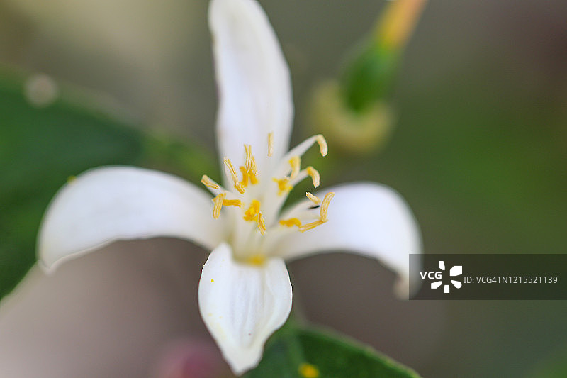 柠檬花图片素材
