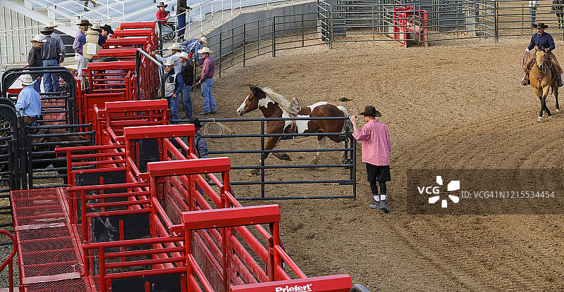 竞技表演：小丑为烈马打开闸门图片素材