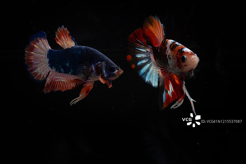 广受欢迎的观赏鱼：暹罗斗鱼图片素材