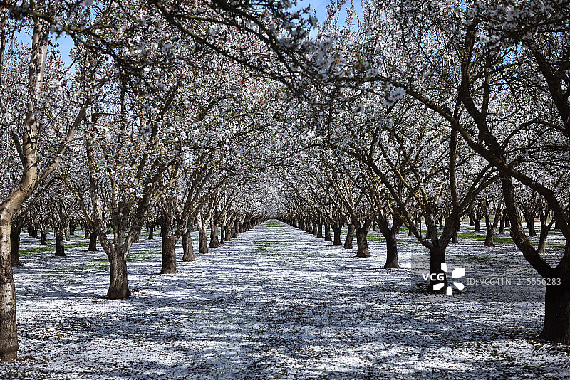 俯瞰北加州杏树园，落花覆盖地面图片素材