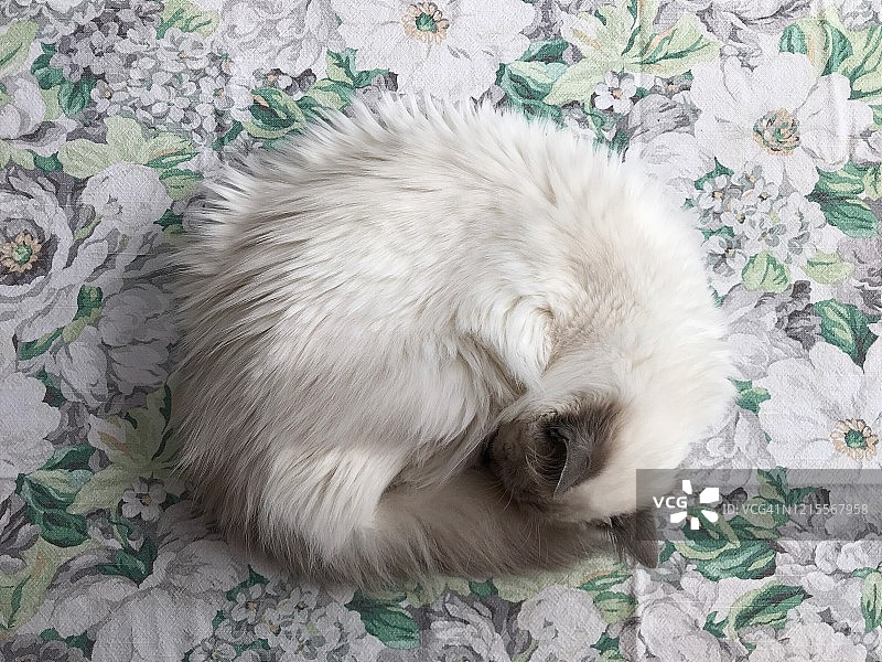 在花卉桌布上睡觉的白色布偶小猫图片素材