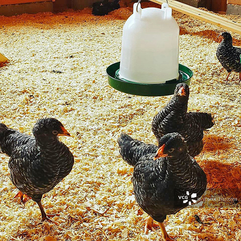 鸡舍里的多米尼克小母鸡图片素材