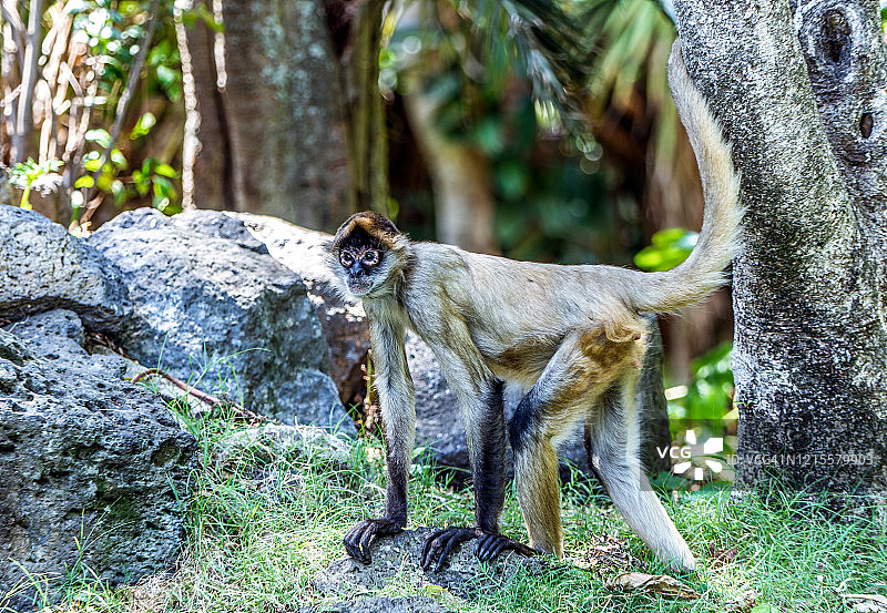 蜘蛛猴图片素材