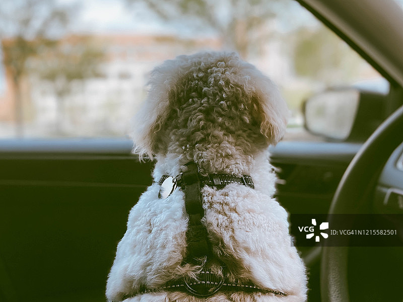 小狗在车窗外张望图片素材