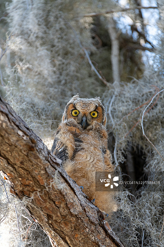 大角鸮图片素材
