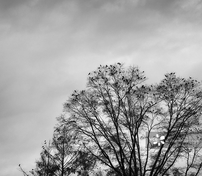 冬天光秃秃的树上的乌鸦图片素材