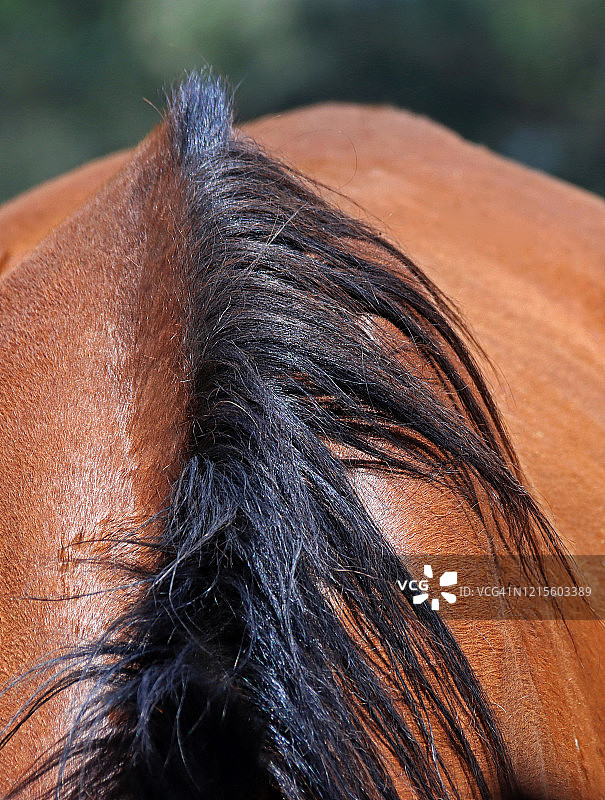 棕色马鬃毛的特写高角度视图图片素材
