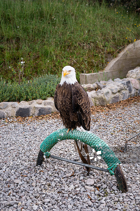 被救出的秃鹰栖息在栖木上的正面照图片素材