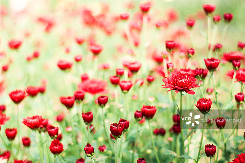 美丽的红色罂粟花图片素材