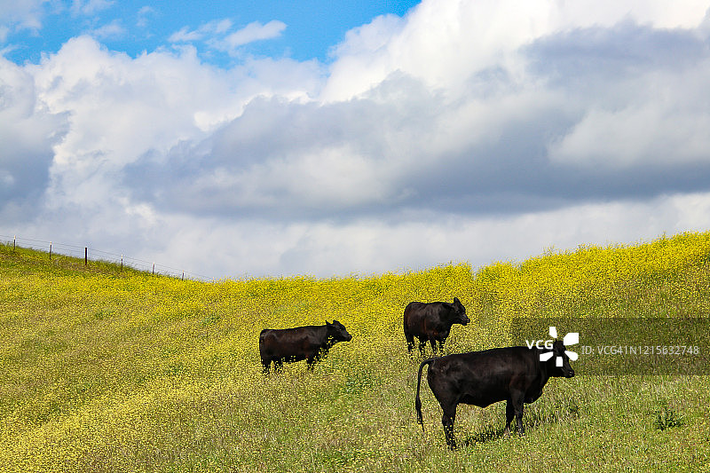 芥菜地里的牛群图片素材