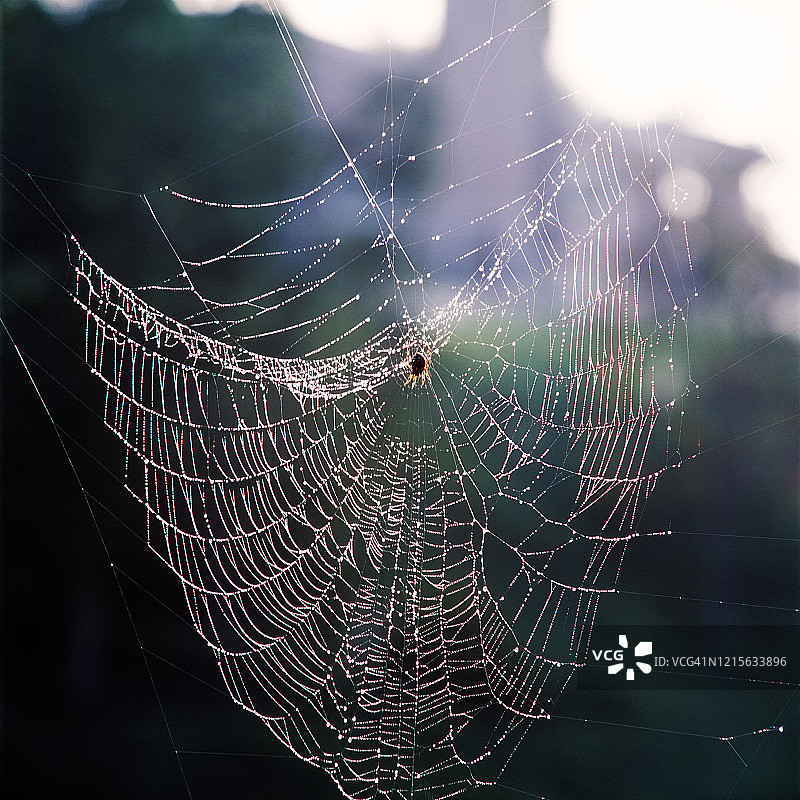 湿网中的树蛛图片素材