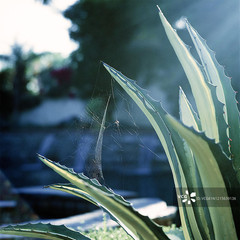 杂色龙舌兰和蛛网图片素材