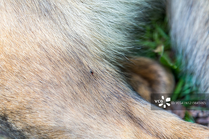 狗身上蜱虫的微距照片图片素材