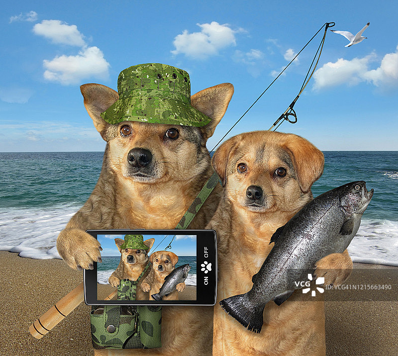 两只狗抓住了3条鱼图片素材