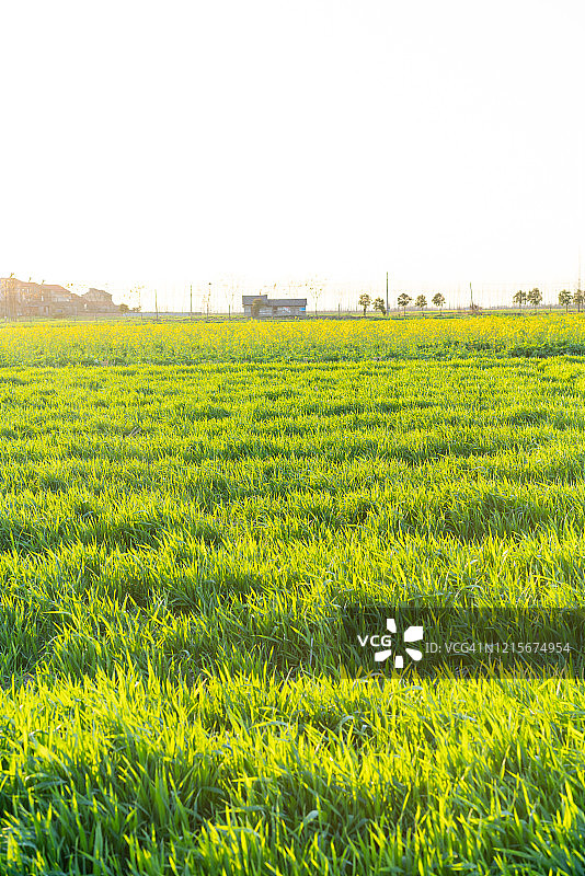 清晨乡村风光图片素材