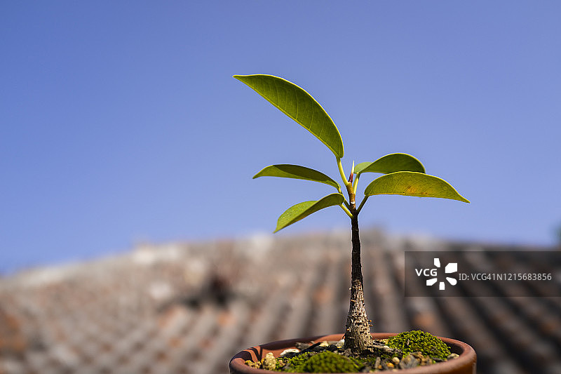 榕树盆景图片素材