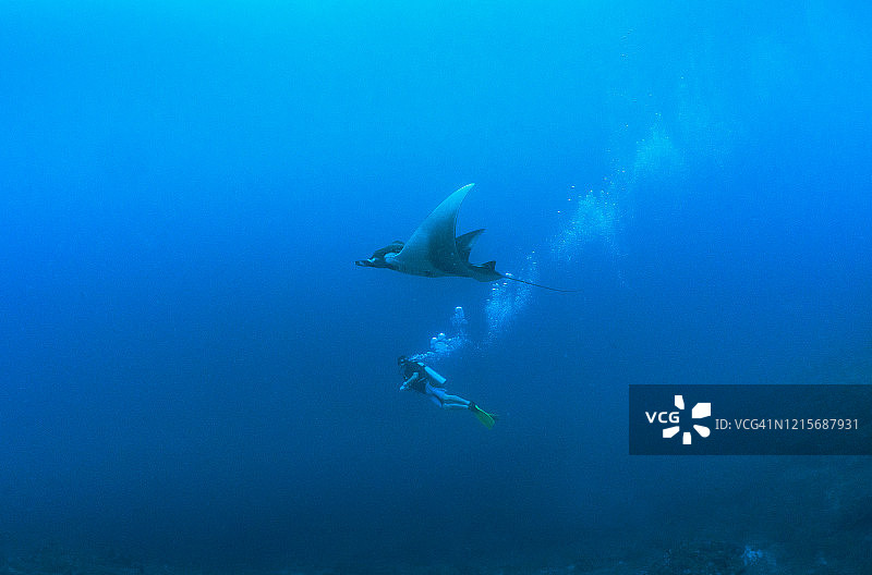 水下珊瑚礁和鱼群景观图片素材
