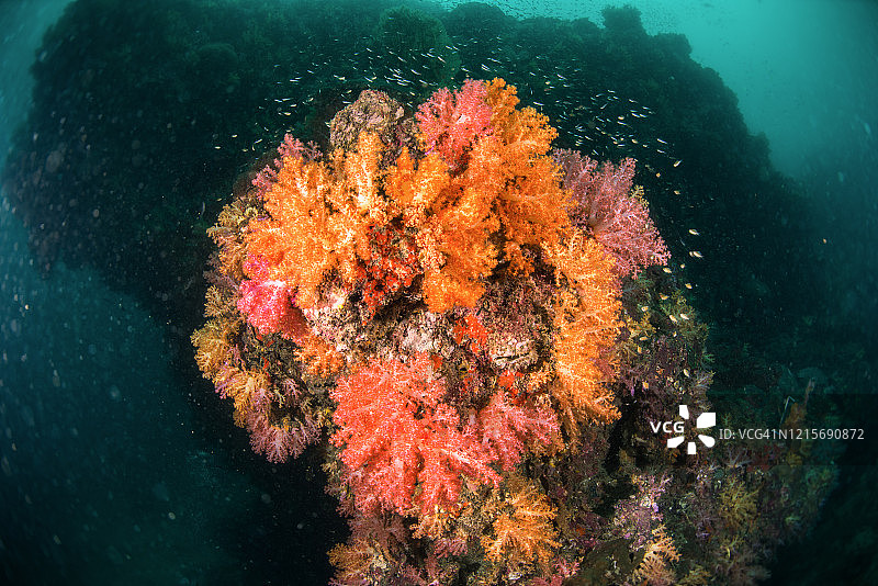 水下珊瑚礁和鱼群景观图片素材