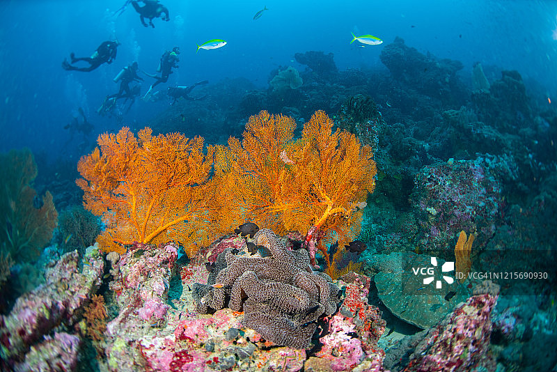 水下珊瑚礁和鱼群景观图片素材