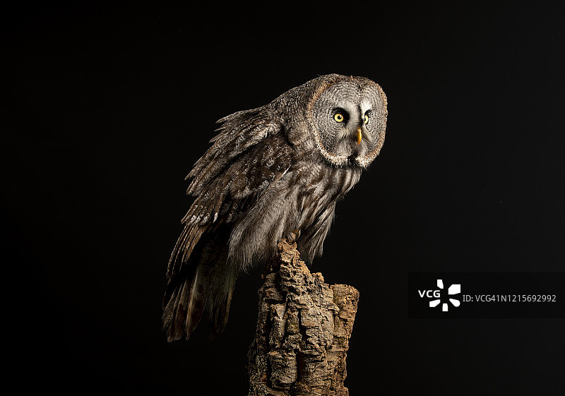 猛禽灰林鸮图片素材