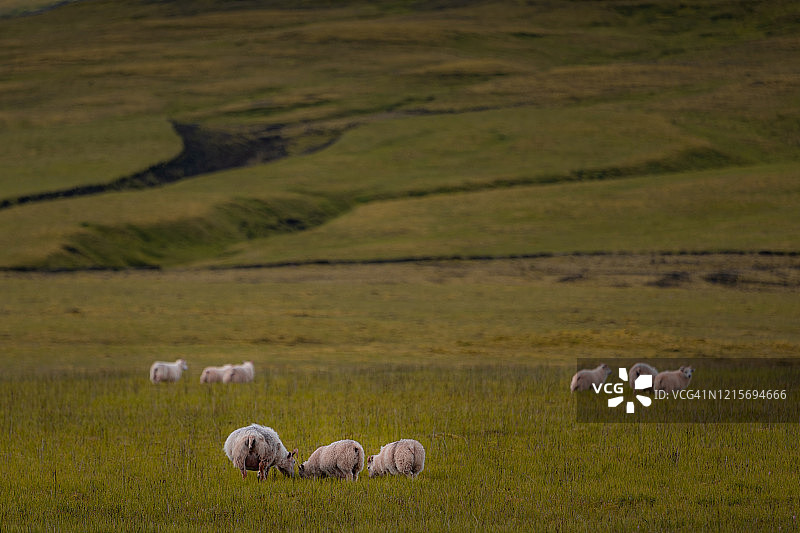 冰岛南部田野里的羊群图片素材