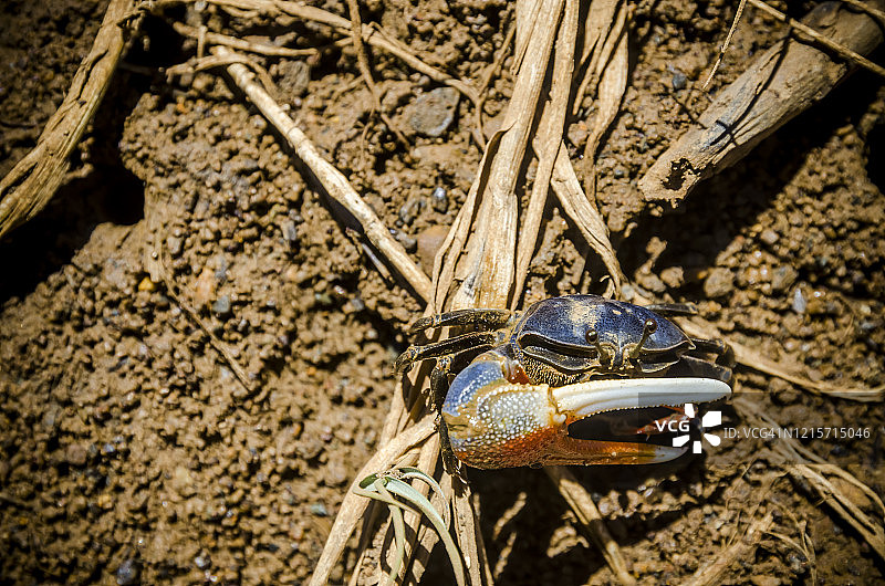 新喀里多尼亚红树林中的招潮蟹图片素材