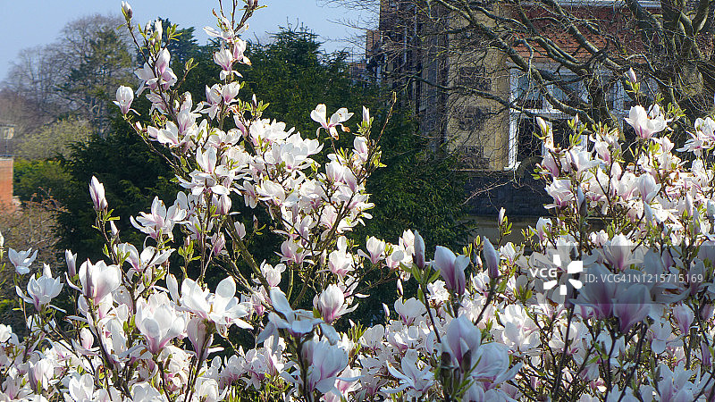 小镇里的玉兰花图片素材