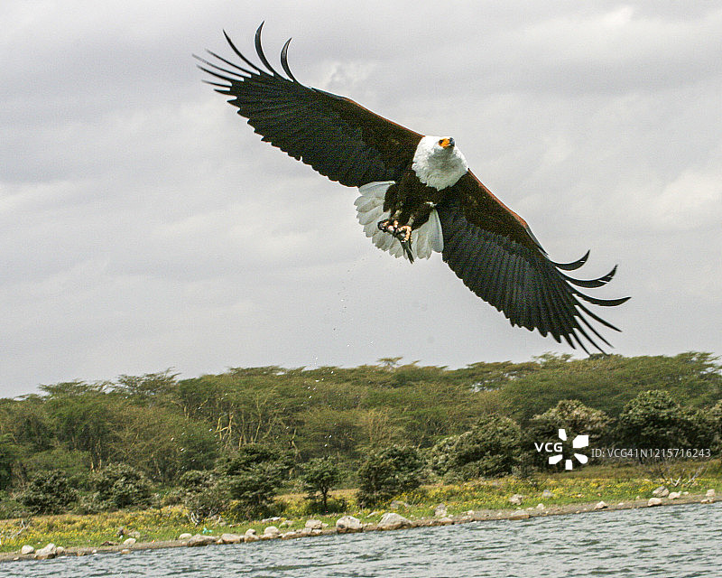 非洲海雕图片素材