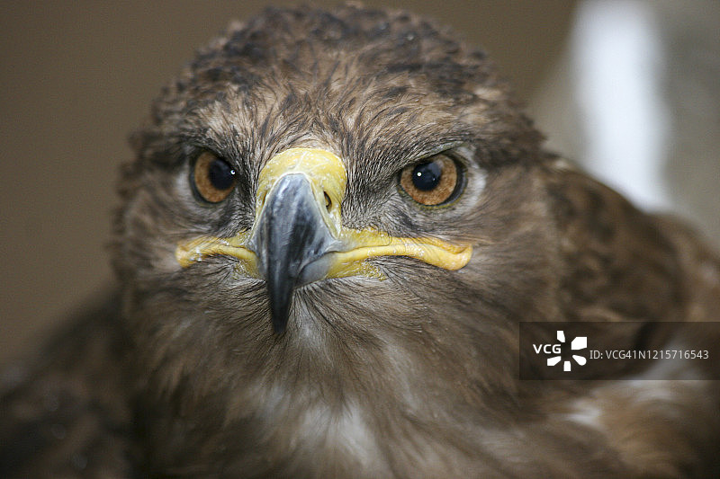 棕褐色老鹰（猛雕）图片素材