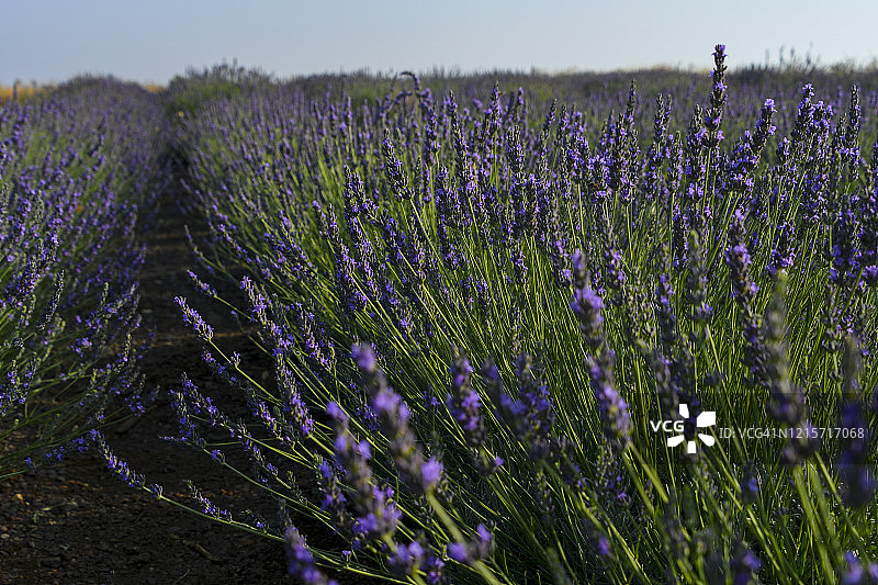 开花的薰衣草田图片素材