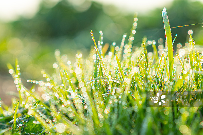 清晨带露珠的小草图片素材