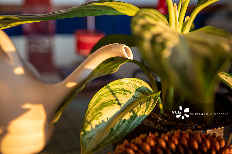 中国万年青旁边的塑料浇水壶图片素材