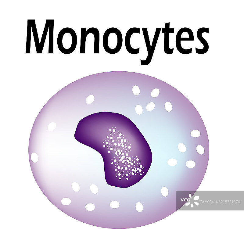 单核细胞结构信息图图片素材