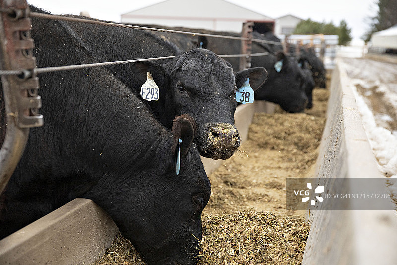 安格斯肉牛图片素材